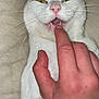 animal, cat, closeup, couch, feline, finger, fur, hand, human, indoor, nose, orange_patches, paw, pet, playing, relaxed, squinting_eyes, teeth, whiskers, white_cat