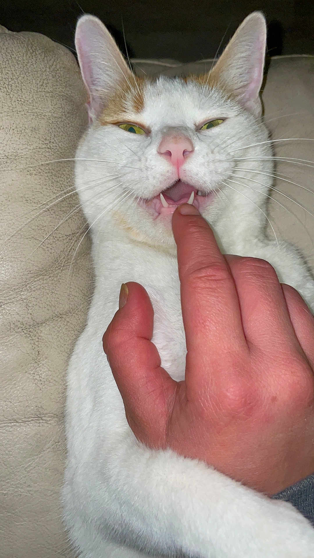 Kitkat