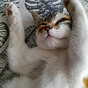 Vaiana a rejoint le concours — aidez-le/la à gagner de superbes lots ! adorable, animal, blanket, cat, closeup, comfort, cute, feline, fur, indoor, kitten, pattern, paw, pet, relaxed, resting, sleeping, soft, whiskers, young