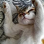 adorable, animal, blanket, cat, closeup, comfort, cute, feline, fur, indoor, kitten, pattern, paw, pet, relaxed, resting, sleeping, soft, whiskers, young