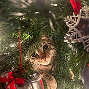 Bella joined the competition — help win amazing prizes! cat, christmas_tree, ornament, holiday, decorations, greenery, twinkle_lights, curious, closeup, festive, indoor, pet, feline, playful, nature, pine_needles, red_ribbon, metal_ornament, animal, cute