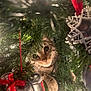 animal, cat, christmas_tree, closeup, curious, cute, decorations, feline, festive, greenery, holiday, indoor, metal_ornament, nature, ornament, pet, pine_needles, playful, red_ribbon, twinkle_lights