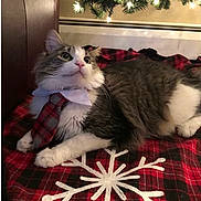 Brady is registered to the contest to win money with this photo: cat, tie, plaid, blanket, snowflake, christmas_tree, lights, holiday, festive, indoor, pet, feline, cozy, decor, relaxed, fur, white, gray, cute, animal