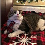 cat, tie, plaid, blanket, snowflake, christmas_tree, lights, holiday, festive, indoor, pet, feline, cozy, decor, relaxed, fur, white, gray, cute, animal