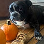 dog, black_and_white, pumpkin, bone, wooden_floor, indoor, pet, animal, curious, close_up, floor, chew_toy, small_pumpkin, domestic_animal, laying_down, snout, paw, brown, white, black