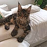 Mio participe au concours pour gagner de l'argent avec cette photo : cat, maine_coon, fluffy, long_hair, tabby, brown_fur, pet, animal, portrait, indoors, bed, bedding, bedroom, pillow, houseplant, monstera, charging_cable, cozy, sitting, looking_at_camera