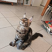 Mio a rejoint le concours — aidez-le/la à gagner de superbes lots ! cat, kitten, long_hair, fluffy, maine_coon, tabby, brown, gray, sitting, looking_up, whiskers, ears, tail, paws, indoor, kitchen, tile_floor, houseplant, furniture, portrait