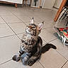 cat, kitten, long_hair, fluffy, maine_coon, tabby, brown, gray, sitting, looking_up, whiskers, ears, tail, paws, indoor, kitchen, tile_floor, houseplant, furniture, portrait