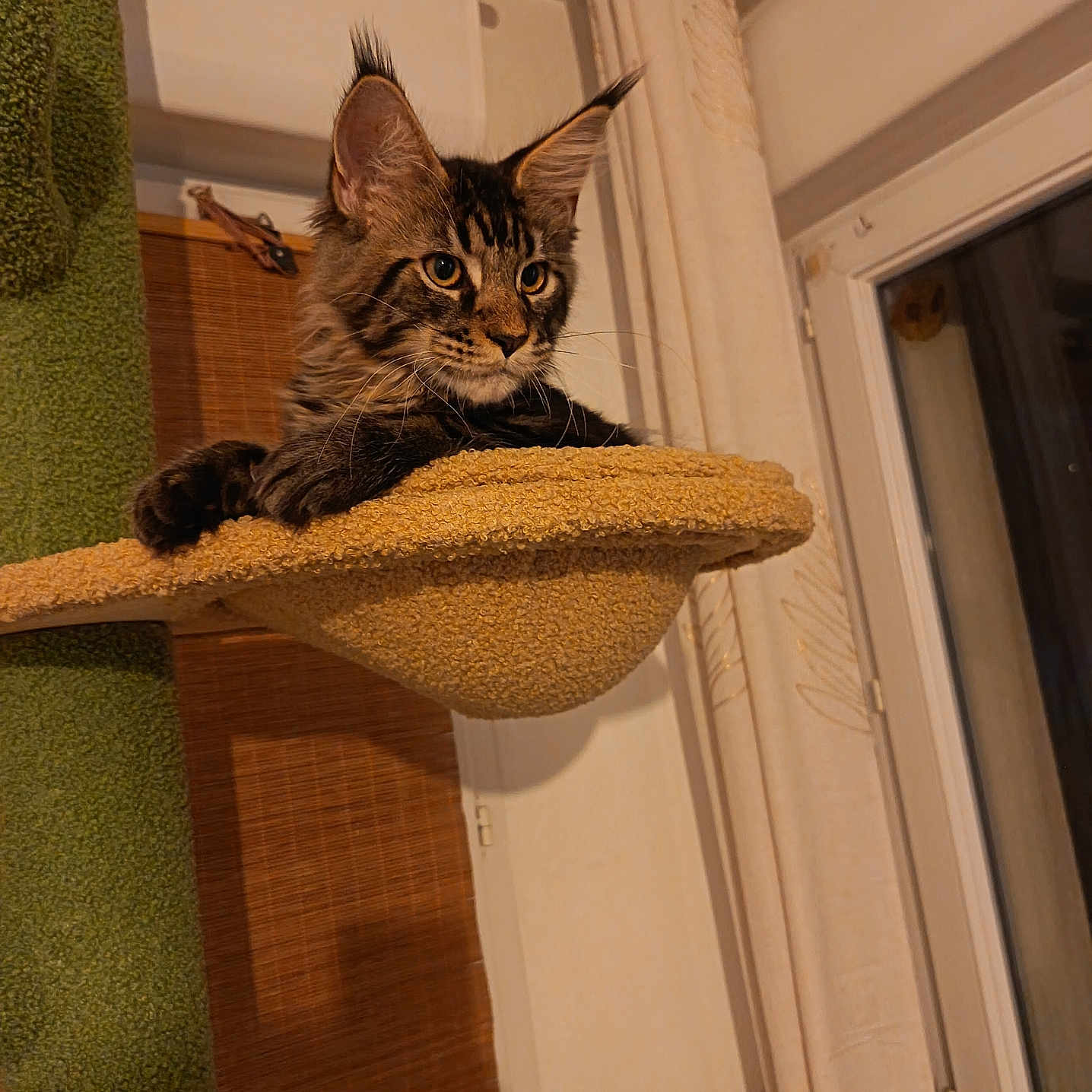 Bandit a rejoint le concours — aidez-le/la à gagner de superbes lots ! cat, tabby_cat, fluffy, longhaired, pet, animal, feline, ears, whiskers, golden_eyes, staring, sitting, lounging, cat_tree, scratching_post, indoors, window, curtains, warm_lighting, portrait