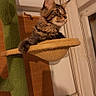 cat, tabby_cat, fluffy, long_hair, pet, animal, cat_tree, scratching_post, perched, sitting, indoors, home, room, warm_lighting, wood_paneling, door, window, green_carpet, whiskers, portrait