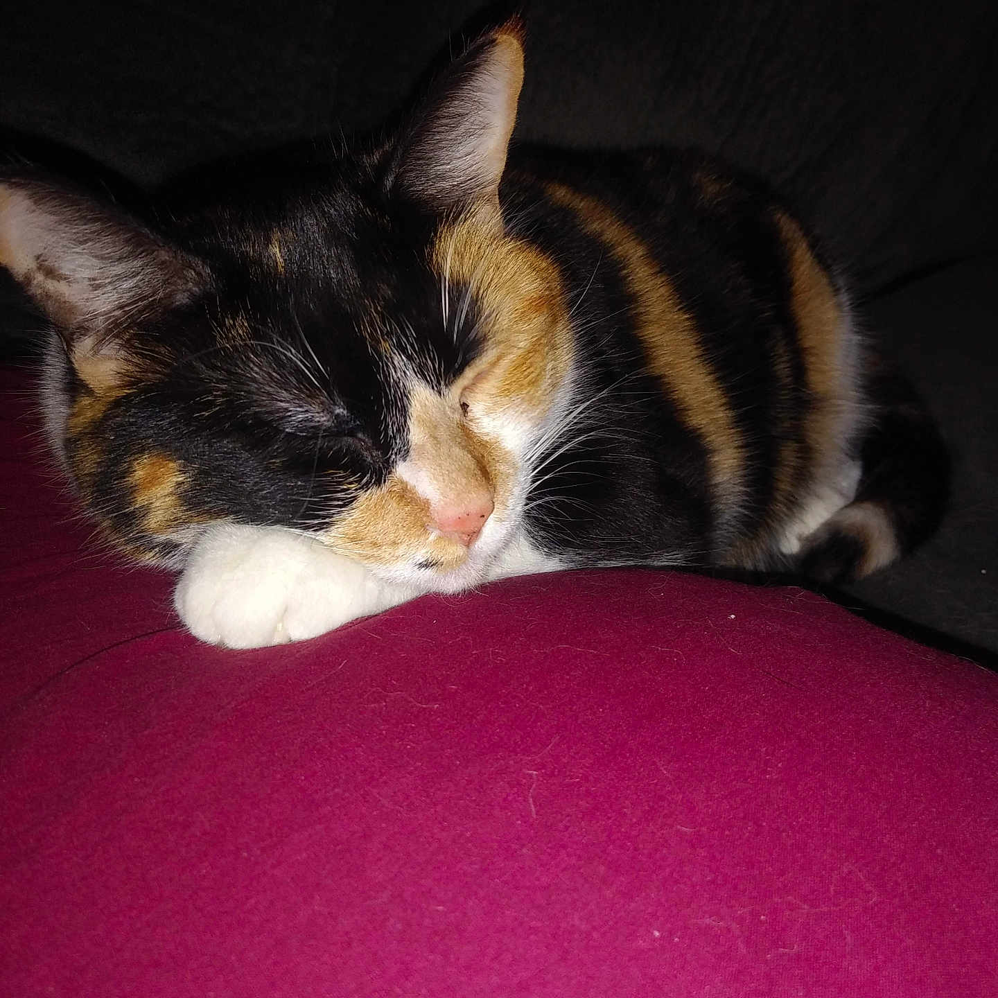 Kapps is registered to the contest to win money with this photo: animal, calico, cat, closeup, cozy, cute, feline, fur, indoor, maroon, nap, paw, peaceful, pet, quiet, relaxed, resting, sleeping, soft, whiskers