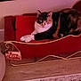 cat, calico_cat, red_cushion, sleigh, holiday_decor, indoor, pet, feline, floor, carpet, wood_floor, merry_christmas_sign, resting, cute, cozy, home, animal, relaxed, christmas, decor