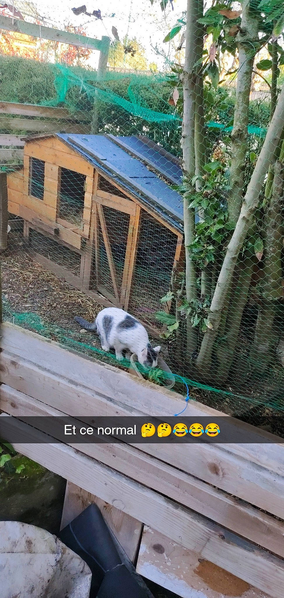 Simba participe au concours pour gagner de l'argent avec cette photo : adaptation, animal_shelter, biome, canidae, carnivore, felidae, fence, grass, landscape, leisure, mesh, plant, recreation, roof, small_to_medium_sized_cats, sporting_group, tail, terrestrial_plant, wildlife, wood