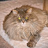 cat, fluffy, long_hair, green_eyes, pet, indoor, fur, mammal, animal, cute, resting, relaxed, whiskers, ear, paws, feline, domestic, soft_rug, floor, household