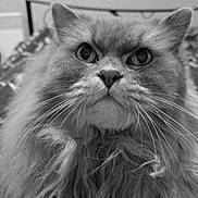 Myha participe au concours pour gagner de l'argent avec cette photo : cat, fluffy, long_hair, pet, animal, portrait, indoor, whiskers, close_up, black_and_white, feline, cute, face, eyes, nose, digital_clock, time, expression, laying_down, domestic_cat