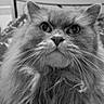 cat, fluffy, long_hair, pet, animal, portrait, indoor, whiskers, close_up, black_and_white, feline, cute, face, eyes, nose, digital_clock, time, expression, laying_down, domestic_cat