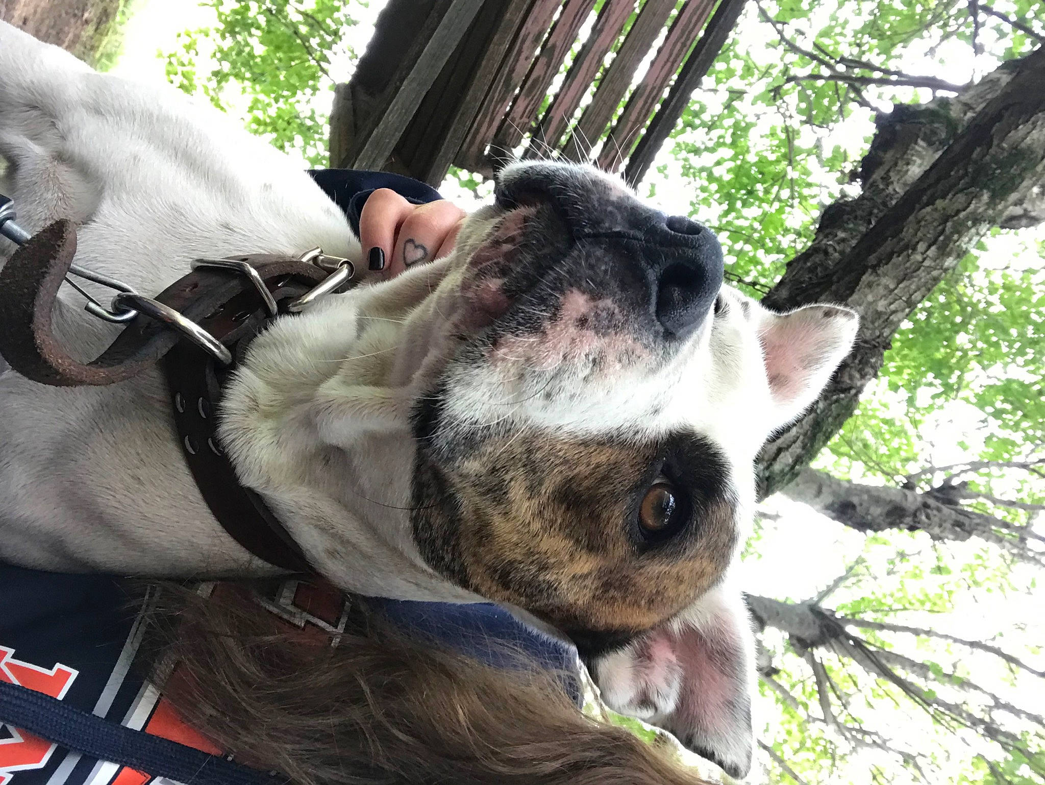 Zoey joined the competition — help win amazing prizes! ancient_dog_breeds, canidae, carnivore, collar, companion_dog, dog, dog_breed, dog_collar, fawn, fur, giant_dog_breed, grass, leash, non_sporting_group, snout, sporting_group, terrestrial_animal, tree, working_animal