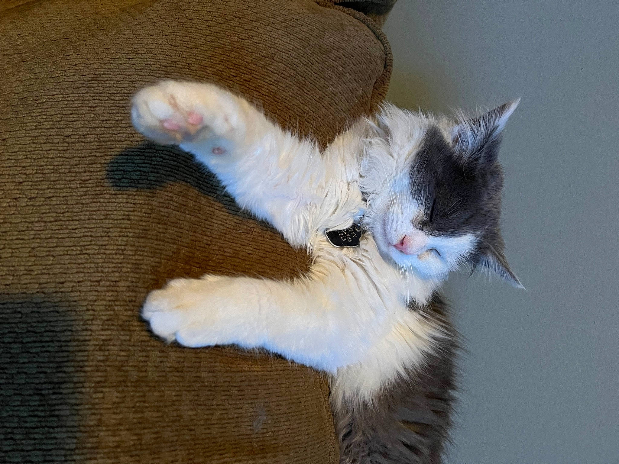 Chevy is registered to the contest to win money with this photo: art, carnivore, cat, claw, domestic_short_haired_cat, eye, fawn, felidae, foot, fur, leg, paw, small_to_medium_sized_cats, snout, tail, thread, whiskers, wood, wool, woven_fabric