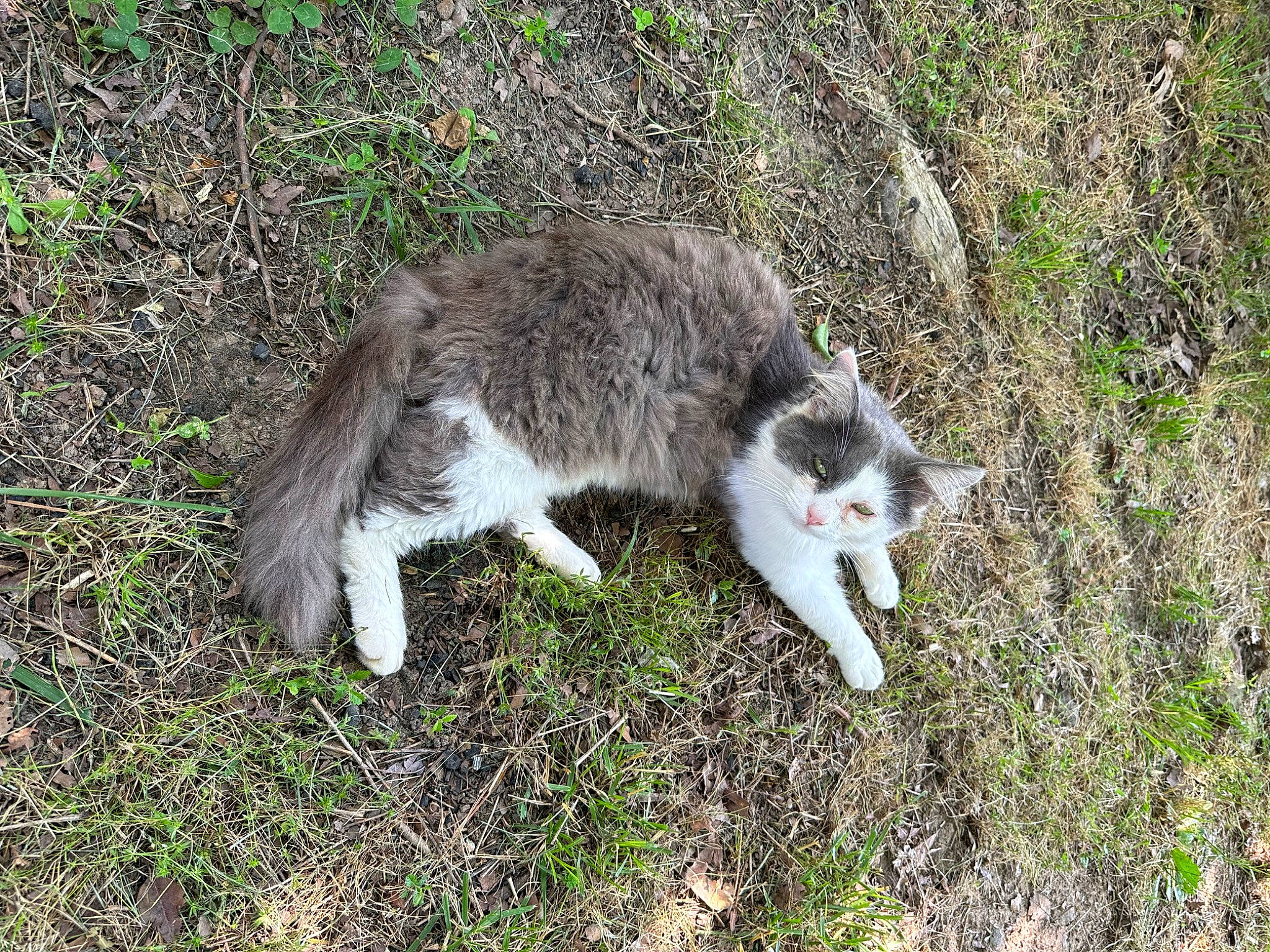 Chevy is registered to the contest to win money with this photo: carnivore, cat, dog_breed, domestic_short_haired_cat, felidae, fur, grass, groundcover, plant, small_to_medium_sized_cats, sporting_group, tail, terrestrial_animal, vertebrate, whiskers, wildlife