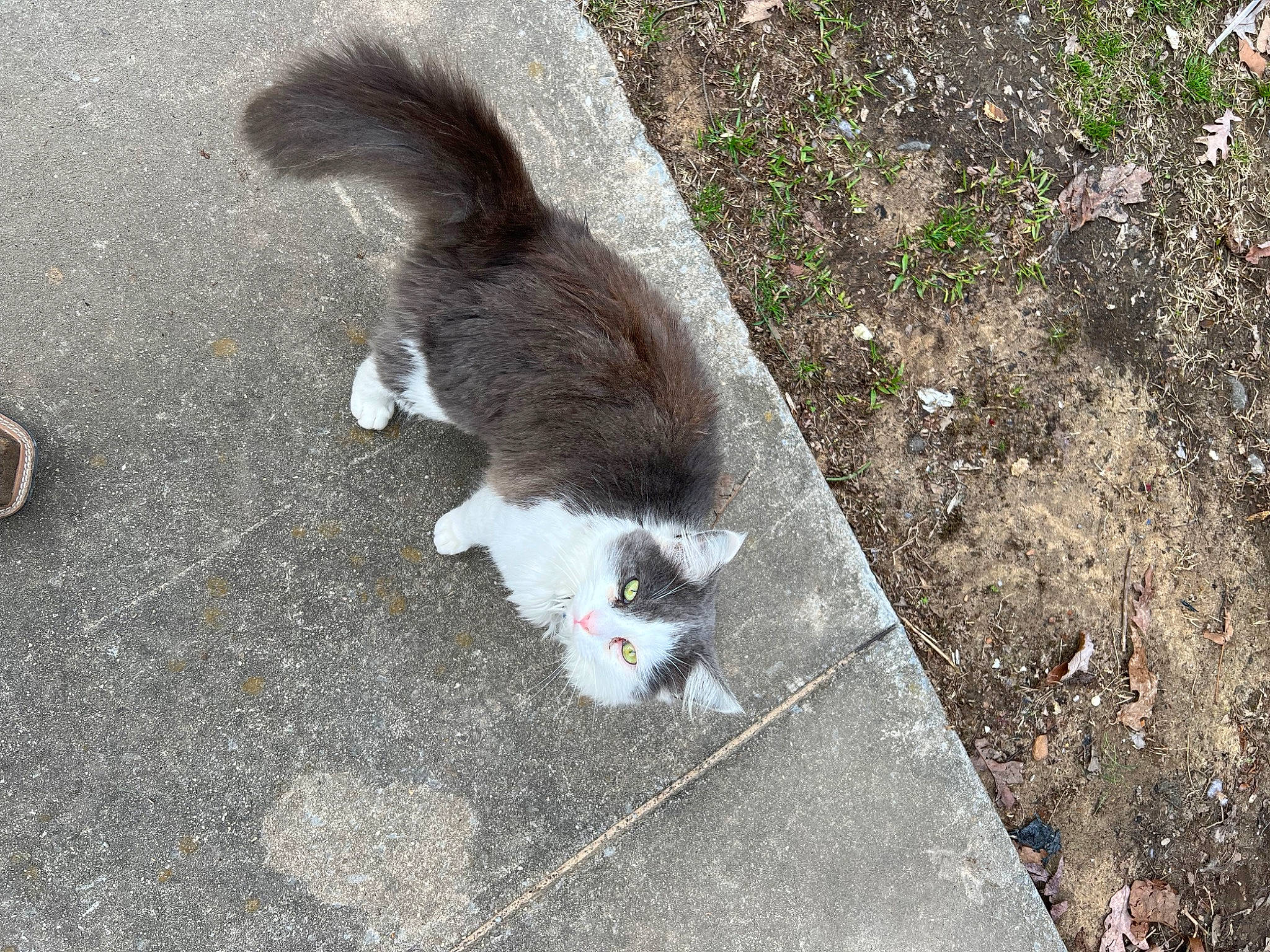Chevy is registered to the contest to win money with this photo: asphalt, carnivore, cat, claw, domestic_short_haired_cat, fawn, felidae, fur, grass, paw, plant, road, road_surface, sand, shadow, sidewalk, small_to_medium_sized_cats, soil, tail, whiskers