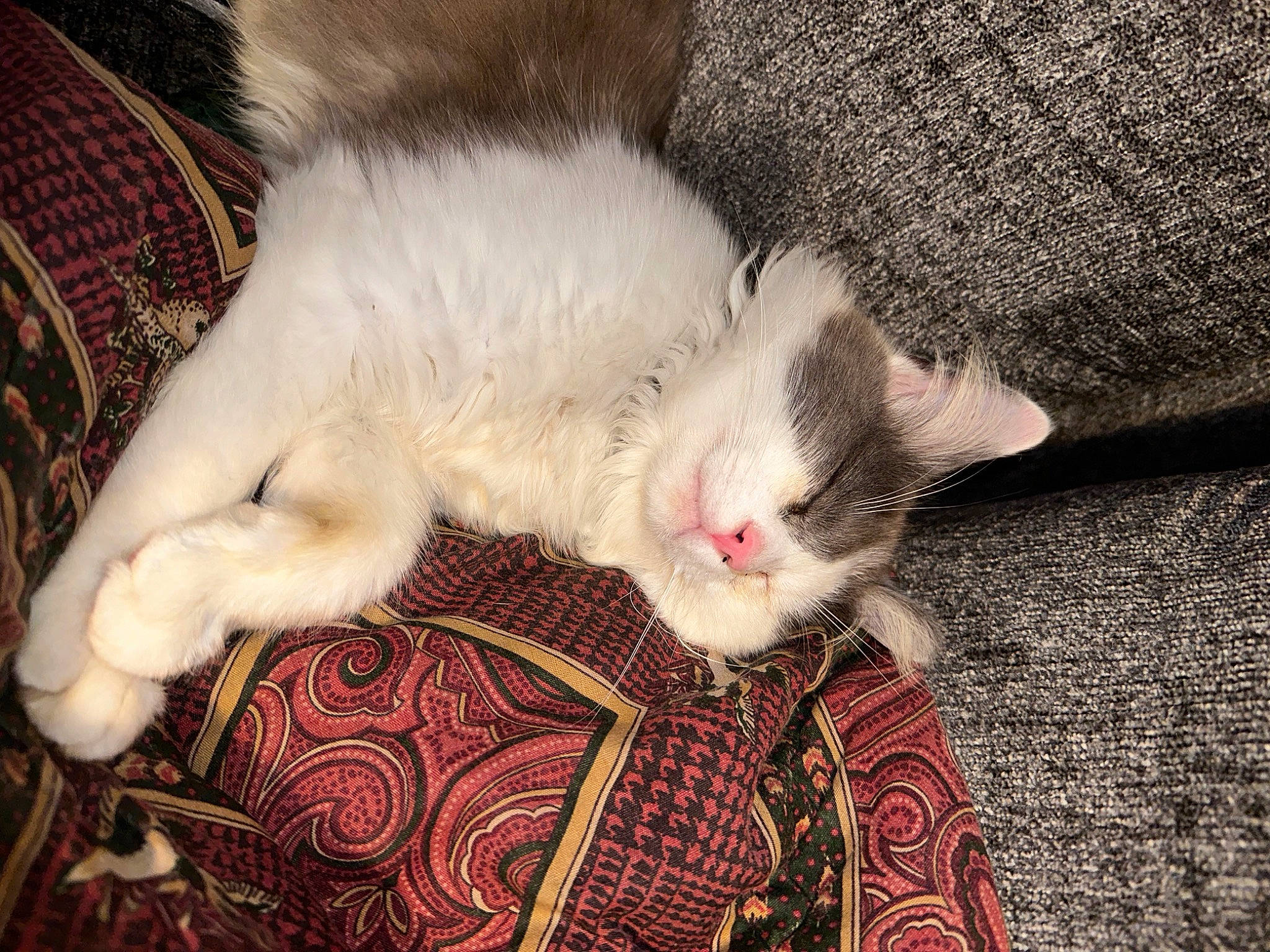 Chevy is registered to the contest to win money with this photo: carnivore, cat, claw, comfort, domestic_short_haired_cat, fawn, felidae, foot, fur, nap, pattern, paw, plaid, small_to_medium_sized_cats, tail, whiskers, wood, woven_fabric