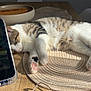 cat, feline, tabby, white_fur, green_eyes, paw, paw_pads, nap, sleeping, placemat, woven_mat, wooden_table, glasses, eyeglasses, smartphone, bowl, chair, sunlight, shadow, cozy_home