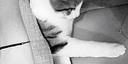 Lucky participe au concours pour gagner de l'argent avec cette photo : cat, pet, lap, towel, hand, person, skin, clothing, tank_top, bracelet, tabby, white_fur, closeup, indoor, monochrome, grayscale, floor_tile, kitchen_appliance, cozy, relaxing