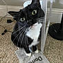 Looloo joined the competition — help win amazing prizes! animal, black_and_white_cat, cables, carpet, cat, close_up, curious, domestic, feline, floor, household, indoor, lamp_stand, looking_up, paper, pet, playful, sitting, text, whiskers