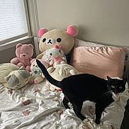 Looloo joined the competition — help win amazing prizes! animal, bed, bed_sheet, black_cat, cat, cute, furniture, hello_kitty, indoor, pet, pillow, pink_pillow, plush_toys, room, soft_toys, stuffed_animals, stuffed_bear, teddy_bear, white_wall, window