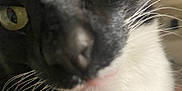 Looloo is registered to the contest to win money with this photo: animal, black_and_white, blur, cat, close_up, closeup, cute, domestic_animal, eye, face, feline, fur, indoor, macro, muzzle, nose, pet, portrait, whisker, whiskers