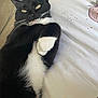 Looloo is registered to the contest to win money with this photo: animal, bed, black_and_white, cat, closeup, cozy, cute, domestic_cat, feline, fur, indoor, lying_down, mammal, paws, pet, relaxed, resting, sleepy, tuxedo_cat, whiskers
