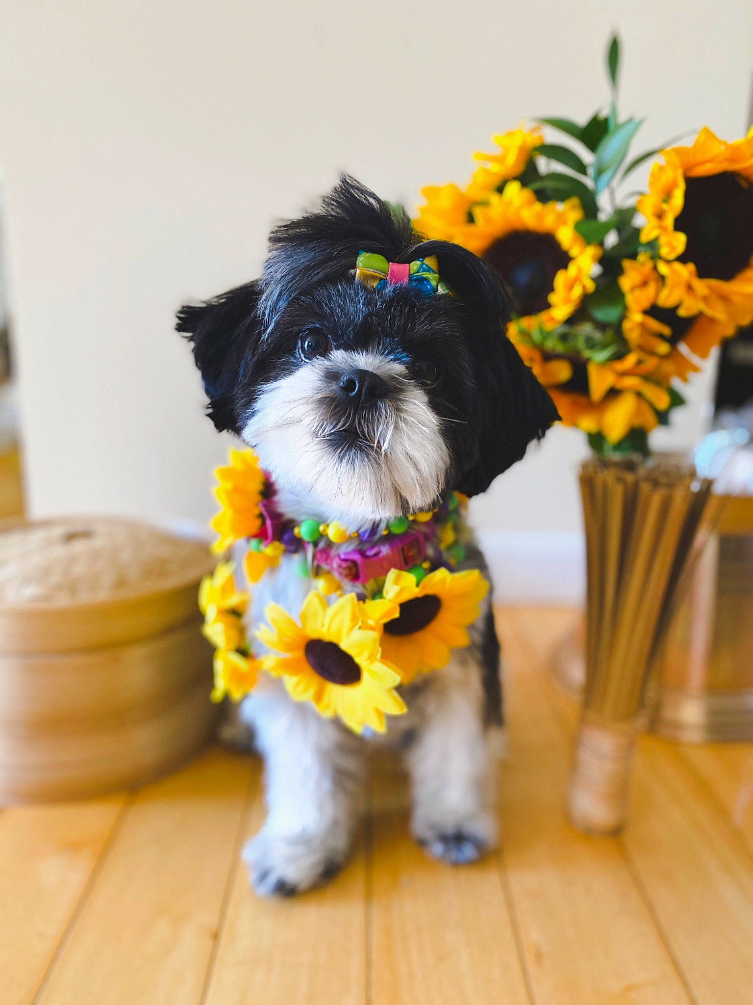 Violet joined the competition — help win amazing prizes! bouquet, canidae, carnivore, collar, companion_dog, dog, dog_breed, dog_clothes, dog_supply, flooring, mammal, pet_supply, puppy, small_terrier, snout, sunflower, terrier, toy_dog, vertebrate, working_animal