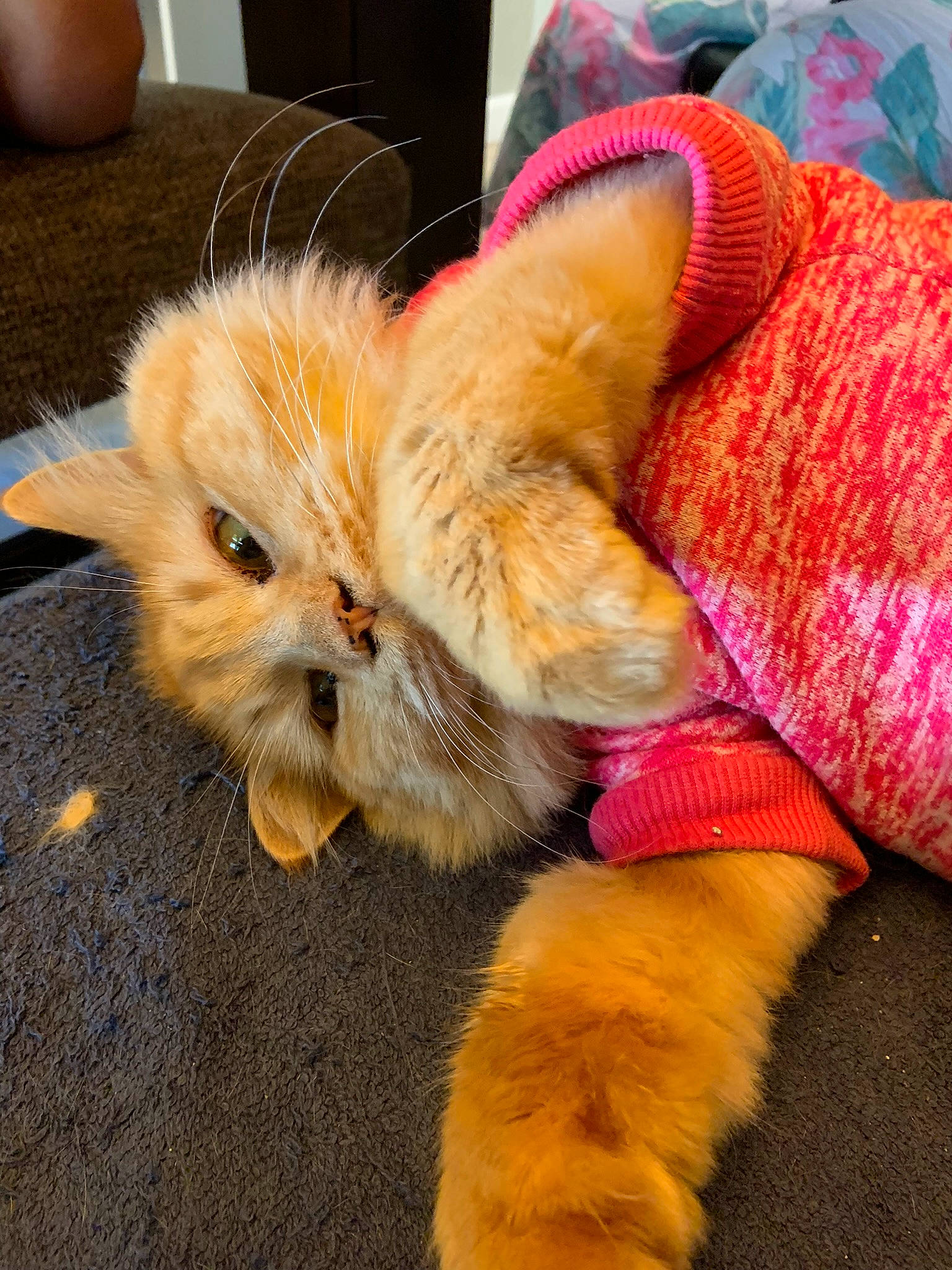 Charlotte is registered to the contest to win money with this photo: carnivore, cat, claw, comfort, companion_dog, dog_breed, domestic_short_haired_cat, fawn, felidae, flooring, foot, fur, human_leg, lap, orange, paw, small_to_medium_sized_cats, snout, tail, whiskers