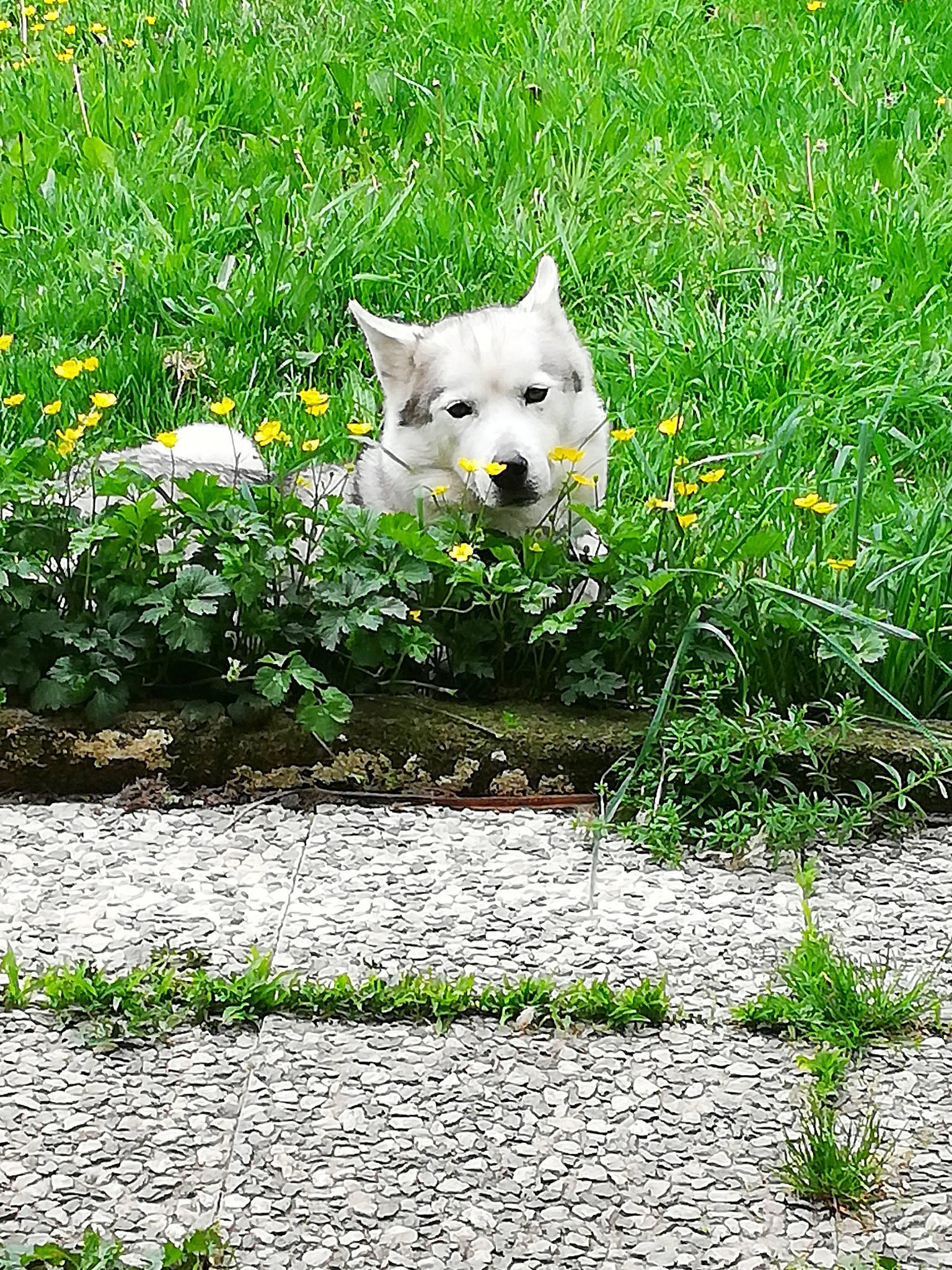 Mashka a rejoint le concours — aidez-le/la à gagner de superbes lots ! canidae, carnivore, cobblestone, dog_breed, felidae, grass, grass_family, groundcover, lawn, meadow, non_sporting_group, small_to_medium_sized_cats, whiskers