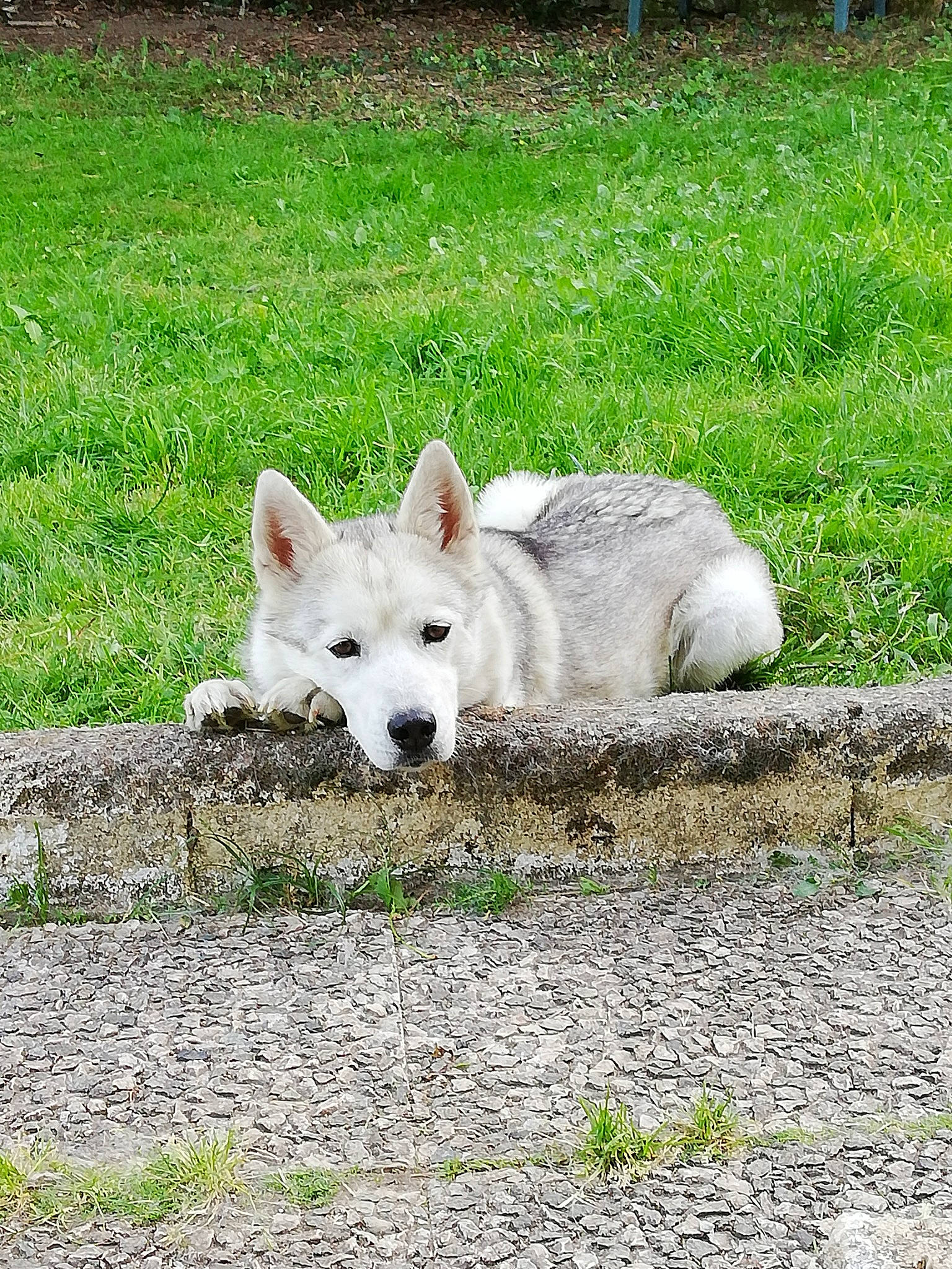 Mashka a rejoint le concours — aidez-le/la à gagner de superbes lots ! berger_blanc_suisse, canidae, canis, carnivore, companion_dog, dog, dog_breed, grass, grass_family, groundcover, lawn, mammal, non_sporting_group, snout, sporting_group, working_animal, working_dog