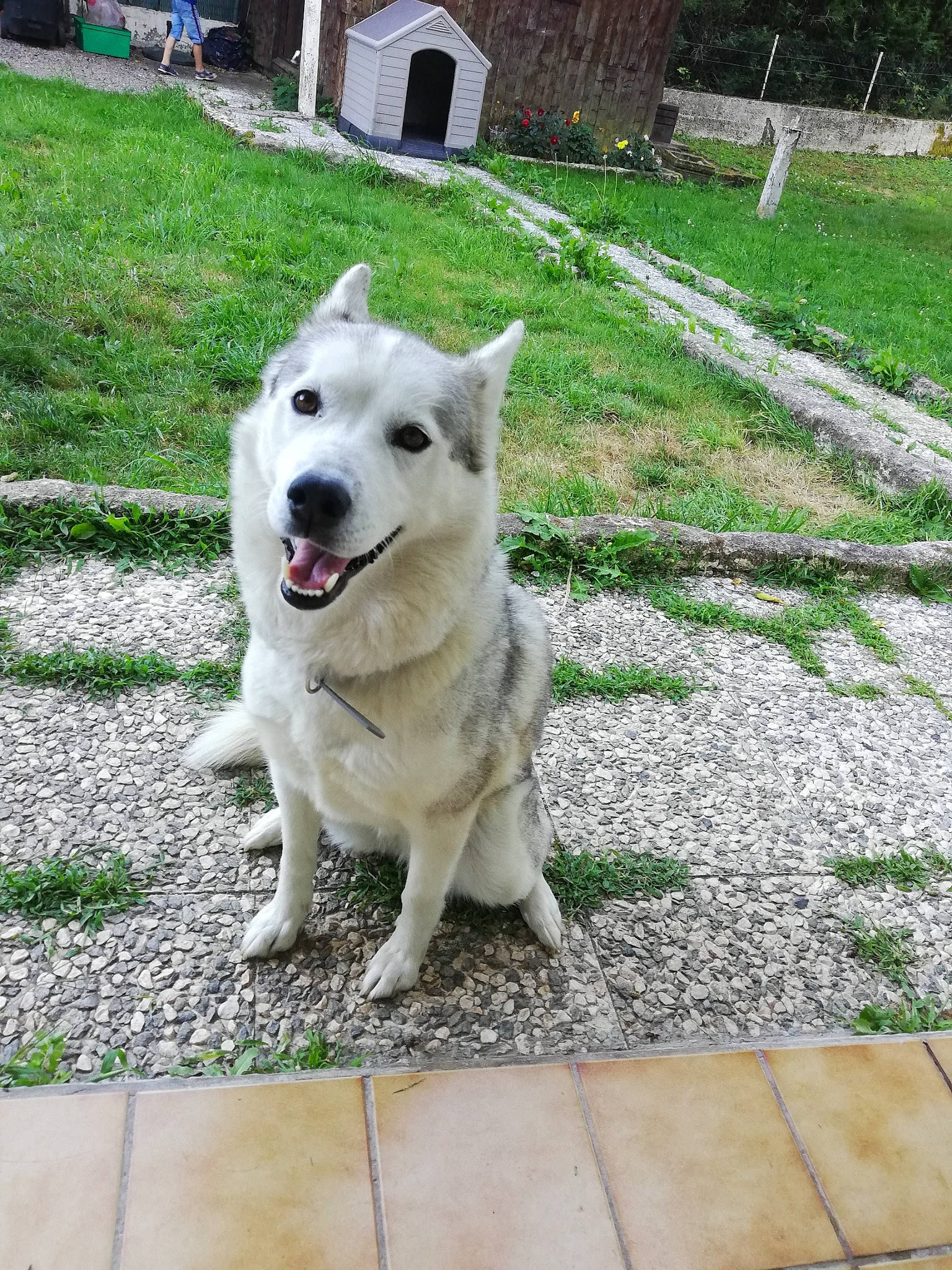 Mashka a rejoint le concours — aidez-le/la à gagner de superbes lots ! backyard, canidae, carnivore, collar, companion_dog, dog, dog_breed, dog_collar, flagstone, garden, groundcover, lawn, sidewalk, snout, sporting_group, tile, walkway, working_animal, working_dog, yard