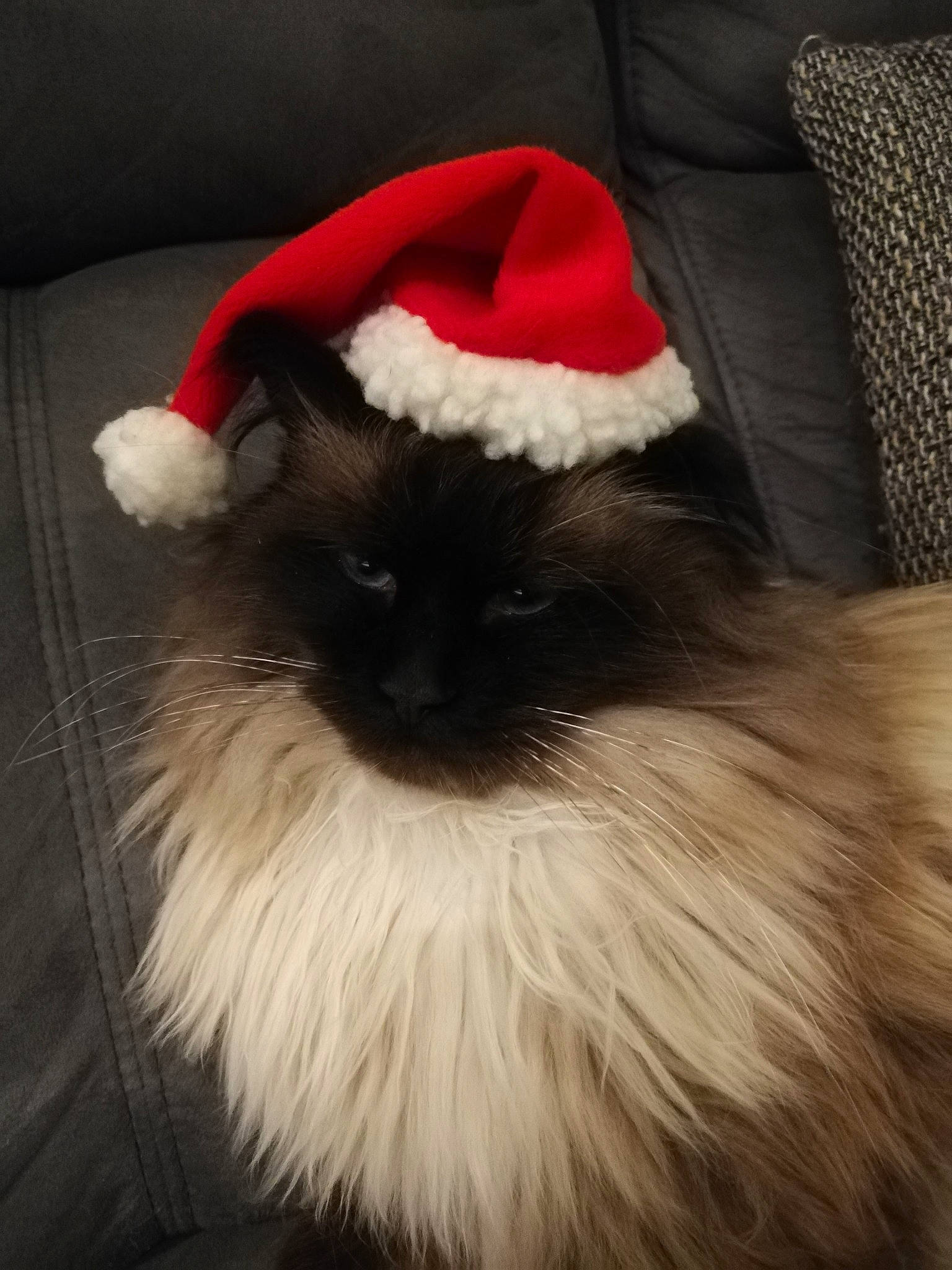 Saphyr participe au concours pour gagner de l'argent avec cette photo : birman, carnivore, cat, christmas, costume_accessory, costume_hat, domestic_long_haired_cat, felidae, fur, living_room, natural_material, slipcover, small_to_medium_sized_cats, snout, whiskers