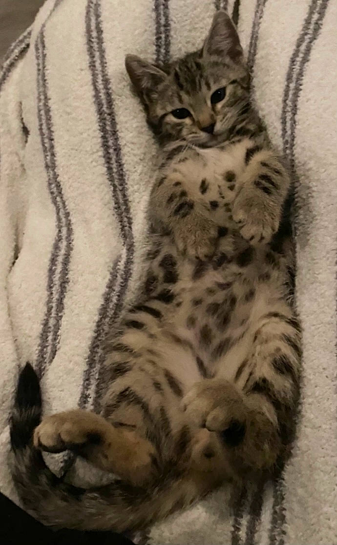 Adonis is registered to the contest to win money with this photo: big_cats, carnivore, cat, claw, felidae, fur, grey, ocelot, organism, skin, small_to_medium_sized_cats, snout, tabby_cat, terrestrial_animal, toe, vertebrate, whiskers