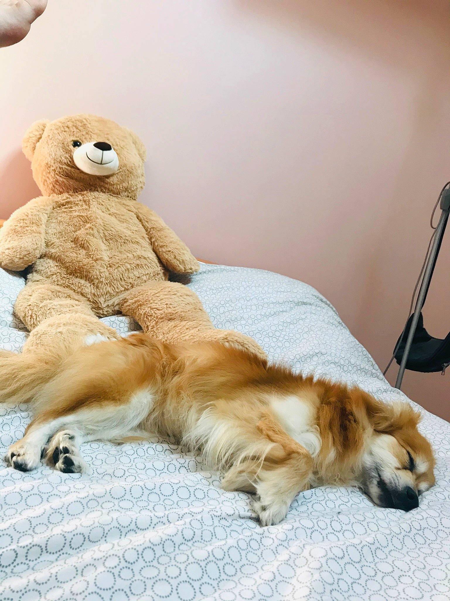 Heliott a rejoint le concours — aidez-le/la à gagner de superbes lots ! canidae, carnivore, companion_dog, dog, dog_breed, fawn, fur, golden_retriever, paw, retriever, snout, sporting_group