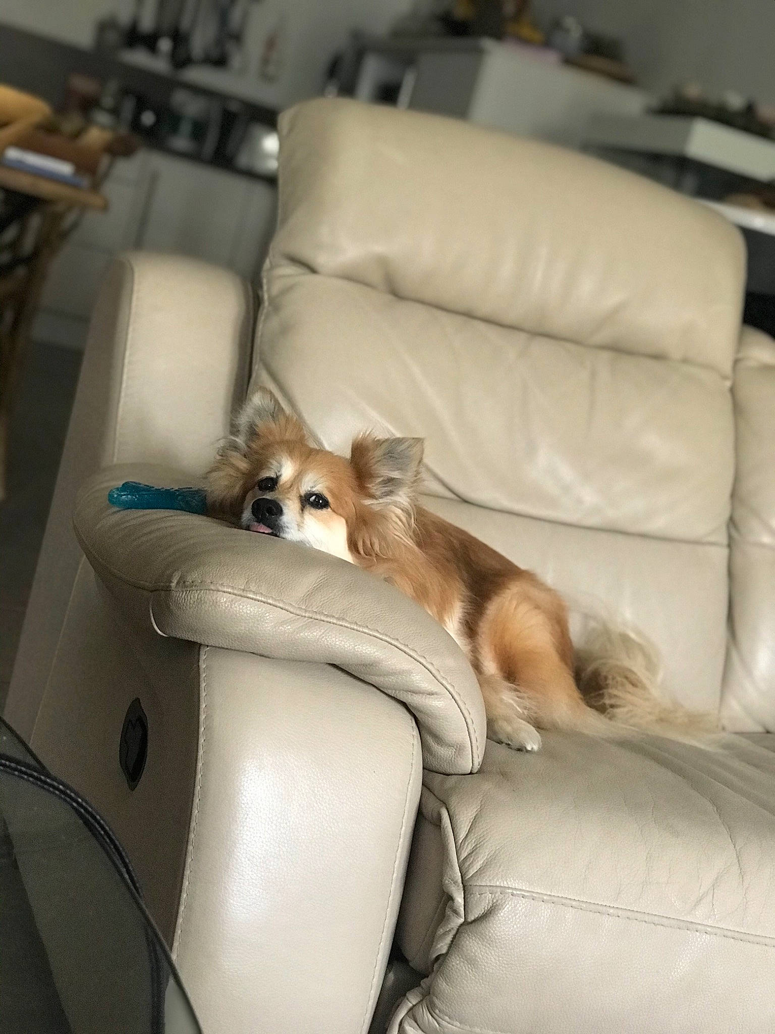 Heliott a rejoint le concours — aidez-le/la à gagner de superbes lots ! canidae, carnivore, comfort, companion_dog, couch, dog, dog_breed, fawn, furniture, mammal, pomeranian, sporting_group