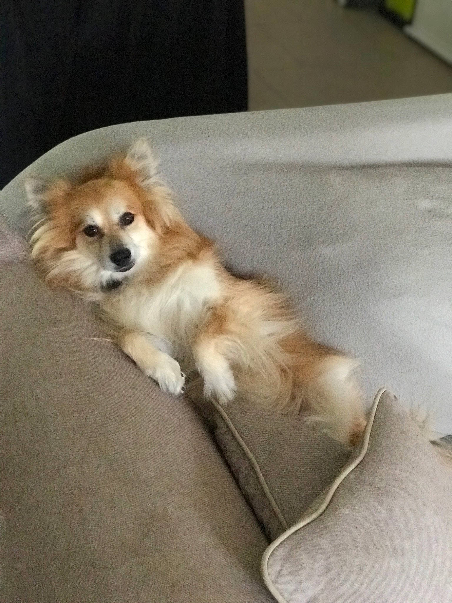 Heliott a rejoint le concours — aidez-le/la à gagner de superbes lots ! canidae, carnivore, companion_dog, dog, dog_breed, fawn, german_spitz, german_spitz_klein, german_spitz_mittel, mammal, non_sporting_group, pomeranian, puppy, rare_breed_dog, skin, spitz, sporting_group, tibetan_spaniel, toy_dog, volpino_italiano