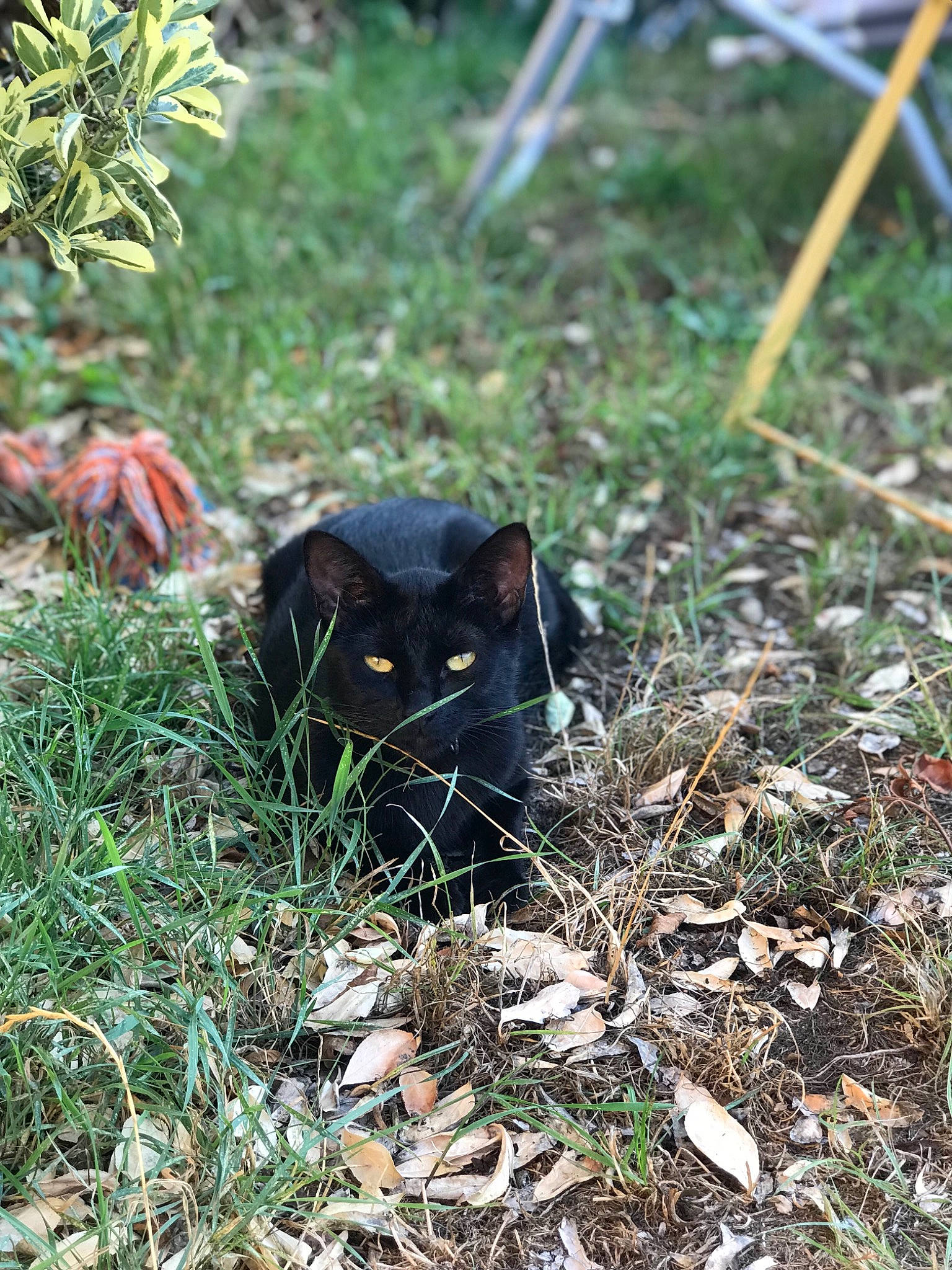 Onyx a rejoint le concours — aidez-le/la à gagner de superbes lots ! black_cat, bombay, carnivore, cat, felidae, grass, plant, small_to_medium_sized_cats, terrestrial_animal, tree, wildlife