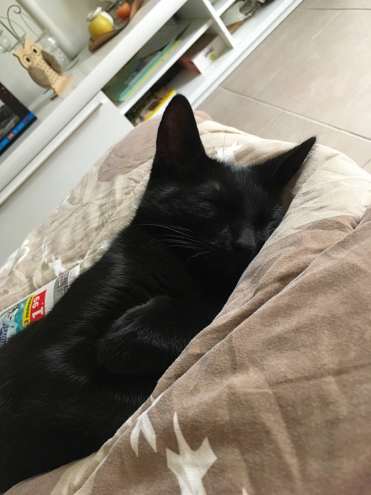 Onyx a rejoint le concours — aidez-le/la à gagner de superbes lots ! black, black_cat, carnivore, cat, comfort, domestic_short_haired_cat, ear, felidae, floor, fur, linens, nap, room, sand, small_to_medium_sized_cats, tail, whiskers