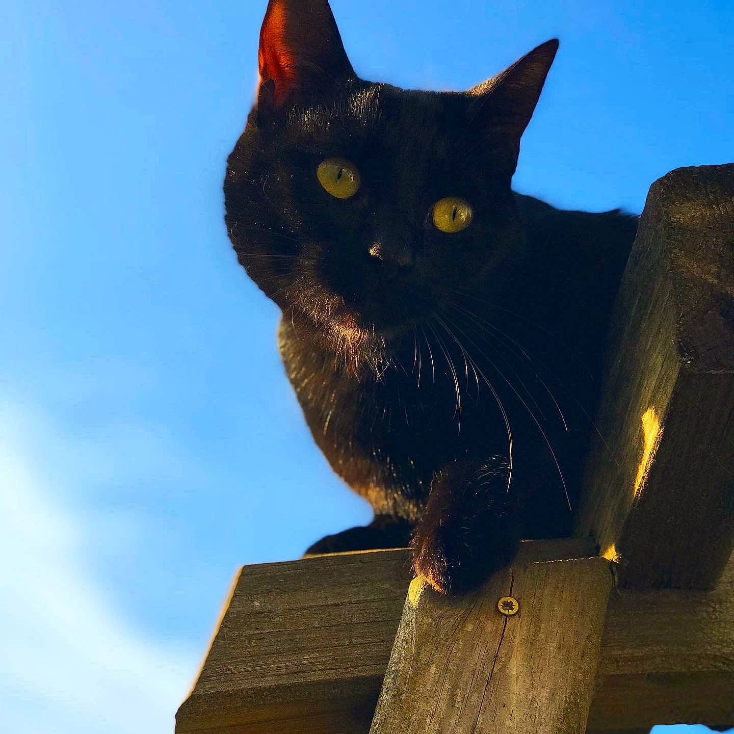 Onyx participe au concours pour gagner de l'argent avec cette photo : aegean_cat, asian, black_cat, bombay, burmese, carnivore, cat, chartreux, domestic_short_haired_cat, felidae, sky, small_to_medium_sized_cats, snout, tail, whiskers