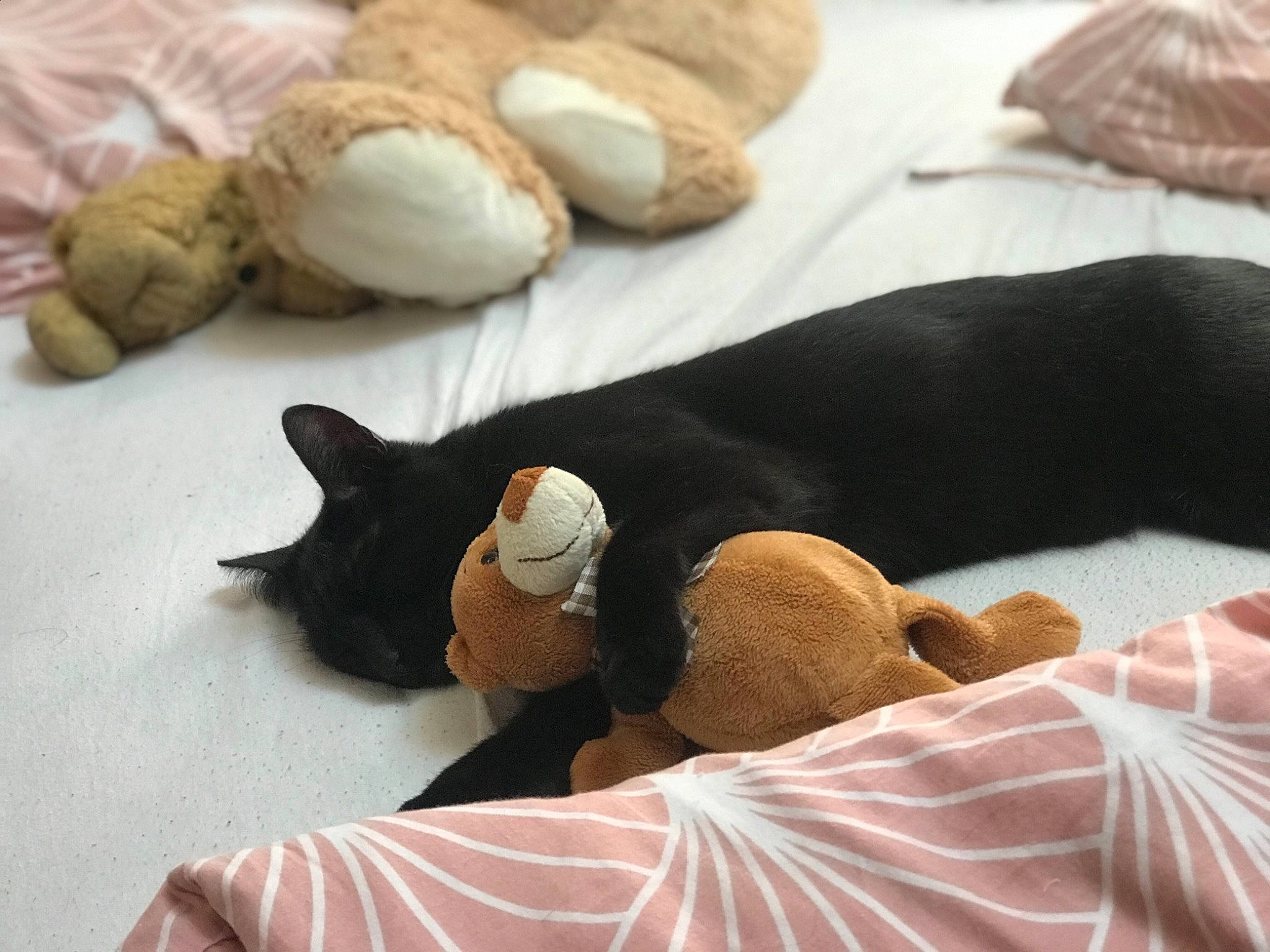 Onyx a rejoint le concours — aidez-le/la à gagner de superbes lots ! black_cat, canidae, carnivore, cat, child, comfort, fawn, felidae, hand, kitten, nap, paw, play, plush, puppy, sleep, small_to_medium_sized_cats, stuffed_toy, tail, toy
