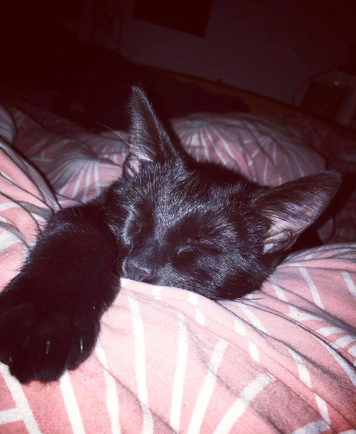 Onyx participe au concours pour gagner de l'argent avec cette photo : bed, black, black_cat, carnivore, cat, ear, eye, felidae, fur, kitten, nap, skin, sleep, small_to_medium_sized_cats, tail, whiskers