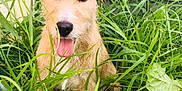 Stuart participe au concours pour gagner de l'argent avec cette photo : dog, grass, outdoor, pet, animal, tongue_out, happy, nature, greenery, leash, scruffy, canine, fur, plant, yard, closeup, face, ears, tongue, sunlight