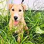 dog, grass, outdoor, pet, animal, tongue_out, happy, nature, greenery, leash, scruffy, canine, fur, plant, yard, closeup, face, ears, tongue, sunlight