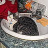 Stuart participe au concours pour gagner de l'argent avec cette photo : bathroom, cabinet, cat, clutter, collar, countertop, curious, domestic, drink_bottle, feline, furniture, gray_tabby, household, indoor, orange_cloth, pet, relaxed, resting, sink, white