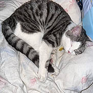Stuart a rejoint le concours — aidez-le/la à gagner de superbes lots ! cat, sleeping, tabby, white, gray, blanket, toy, floor, indoor, pet, cozy, curled_up, resting, fur, whiskers, paw, domestic, cute, animal, relaxation